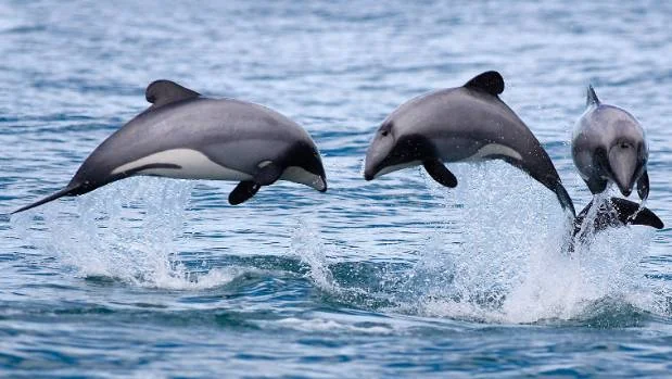 hector dolphins